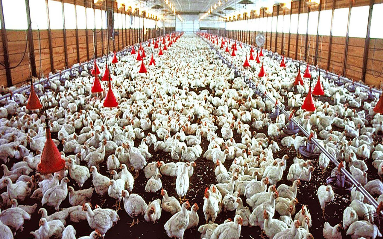 forum de l'investissement privé dans l'agriculture et l'élevage au cameroun 